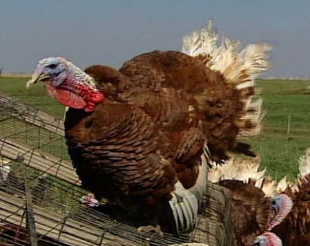 http://www.richsamuels.com/nbcmm/turkeys/images/bourbonred.jpg