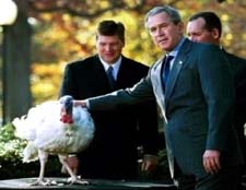 Broad-breasted White turkey and George W. Bush
